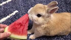 娱乐吃瓜小兔子